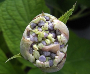 Hydrangea involucrata  Sterilis  - Hortensie -  25-30