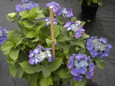 Hydrangea macrophylla  Blaumeise  - Bauernhortensie -  30-40