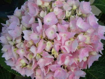 Hydrangea macrophylla  Endless Summer  - Bauernhortensie -  (R) 60-80