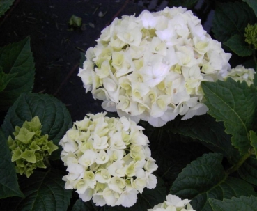 Hydrangea macrophylla The Bride (R) - Bauernhortensie -  60-80