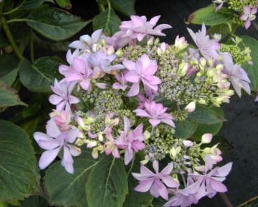 Hydrangea macrophylla  You and Me Romance  - Bauernhortensie -  (R) 30-40