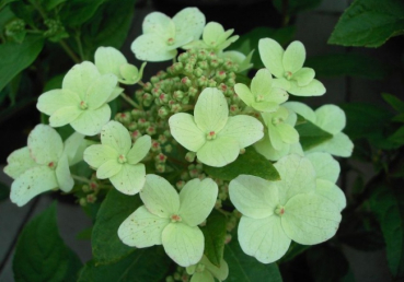 Hydrangea paniculata  Darts Little Dot / Darlido  - Zwerg-Rispenhortensie -  40-60