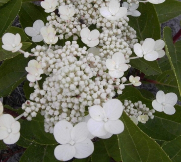 Hydrangea paniculata  Dharuma  - Rispenhortensie -  40-60