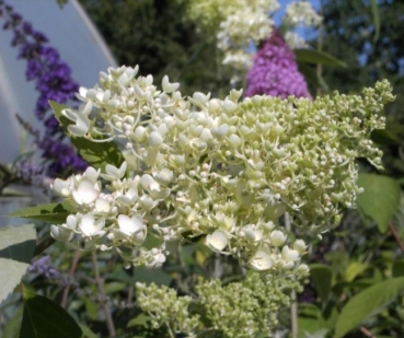 Hydrangea paniculata  Grandiflora  - Rispenhortensie -  40-60