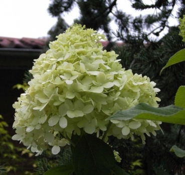 Hydrangea paniculata Magical Moonlight  - Rispenhortensie -  40-60