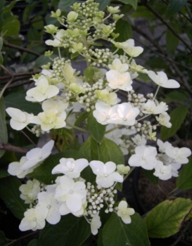 Hydrangea paniculata Unique  - Rispenhortensie -  40-60