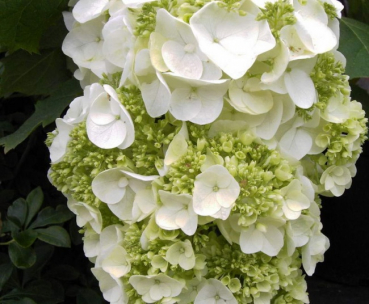 Hydrangea quercifolia Harmony  - Eichenblättrige Hortensie -  40-60cm