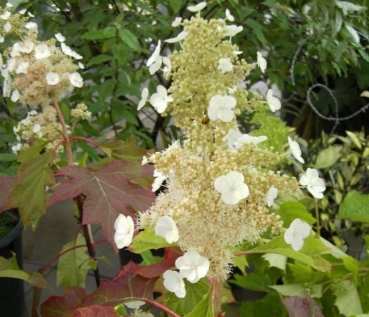 Hydrangea quercifolia  Sike`s Dwarf  - Eichenblatthortensie -  40-60