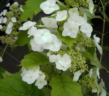 Hydrangea quercifolia Snow Queen  - Eichenblatthortensie -  40-60cm