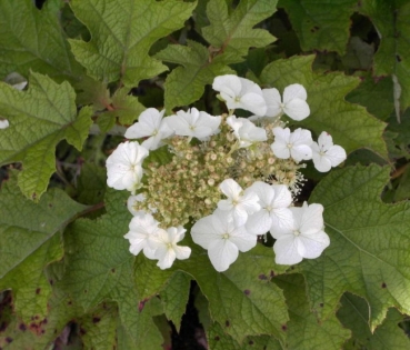 Hydrangea quercifolia  Tennessee Clone  - Eichenblatthortensie -  40-60cm