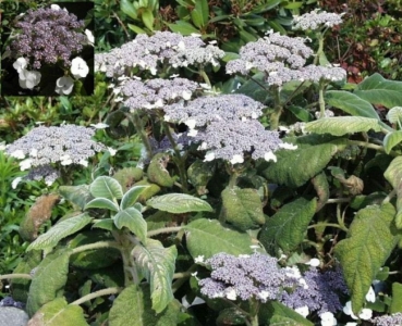 Hydrangea sargentiana - Samthortensie -  30-40