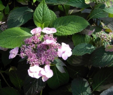 Hydrangea serrata  Blue Billow  - Tellerhortensie - Schirmhortensie -  30-40