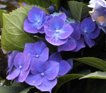 Hydrangea serrata  Blue Bird  - Tellerhortensie - Schirmhortensie -  30-40