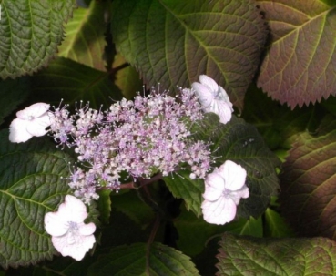 Hydrangea serrata  var. yezoensis  - Tellerhortensie - Schirmhortensie -  30-40