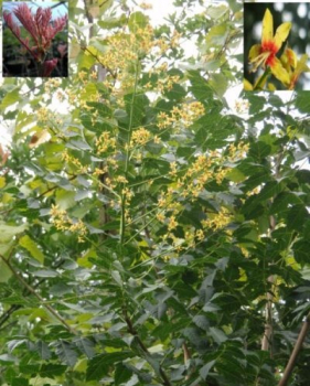 Koelreuteria paniculata - Blasenbaum - Chin. Lackbaum - 30-40