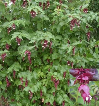 Leycesteria formosa - Karamellbeere - Buntdachblume -  40-60