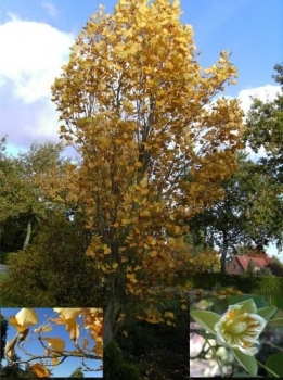 Liriodendron tulipifera fastigiata - Tulpenbaum -  80-100