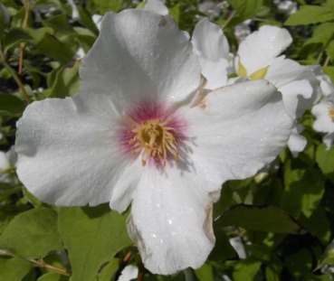 Philadelphus  Belle Etoile  - Gartenjasmin - Pfeifenstrauch -  40-60