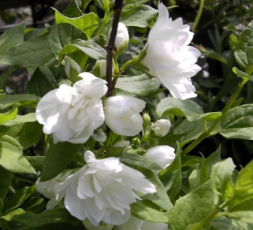 Philadelphus  Manteau d`Hermine  - Gartenjasmin - Pfeifenstrauch -  40-60