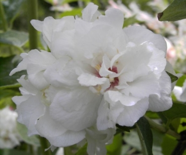 Philadelphus  Snowgoose  - Gartenjasmin - Pfeifenstrauch -  40-60