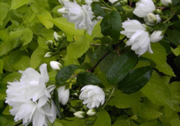 Philadelphus virginalis  Schneesturm  - Falscher Jasmin - Bauernjasmin -  60-100