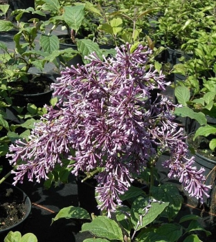 Syringa x prestonia Nike - Preston-Flieder -