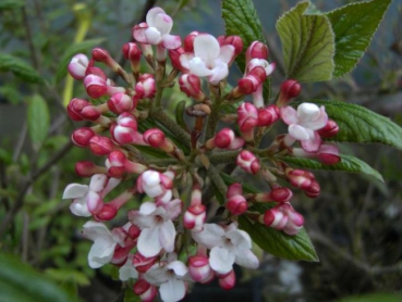 Viburnum burkwoodii Mohawk - Osterschneeball - 30-40cm