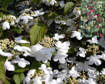 Viburnum plicatum Darts Red Robin - Schneeball -