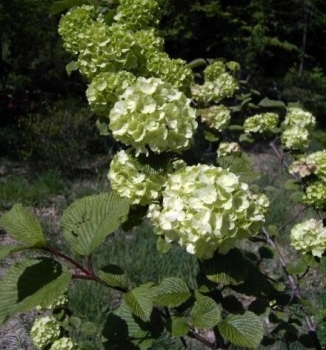 Viburnum plicatum Grandiflorum - Japanischer Schneeball - 40-60cm