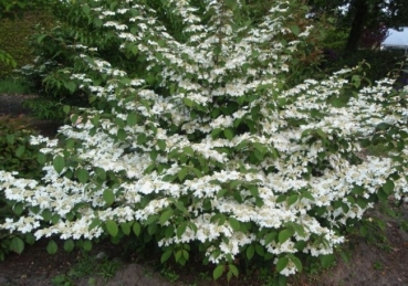 Viburnum plicatum Mariesii - Japanischer Schneeball -