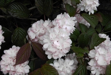 Viburnum plicatum Pink Sensation - Schneeball -