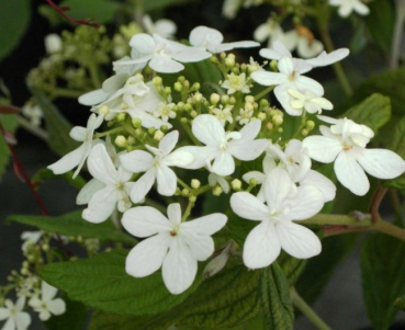 Viburnum plicatum Watanabe - Zwerg-Schneeball -