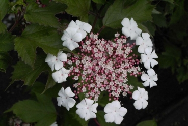 Viburnum sargentii Onondaga - Schneeball -