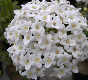 Viburnum x burkwoodii - Osterschneeball -