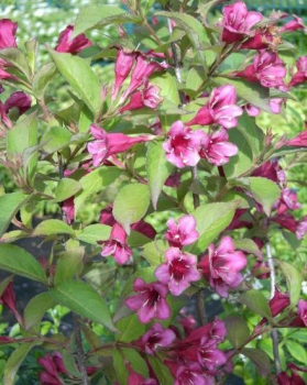 Weigela Bristol Ruby - Weigelie -