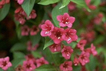 Weigela Eva Rathke - Weigelie -