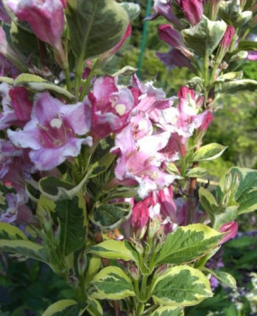 Weigela florida Nana Variegata - Weigelie -