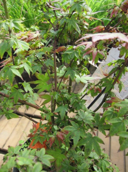 Acer palmatum Little Princess - japanischer Faecherahorn