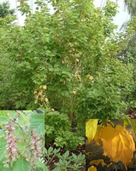 japanischer Streifenahorn - Acer pensylvanicum