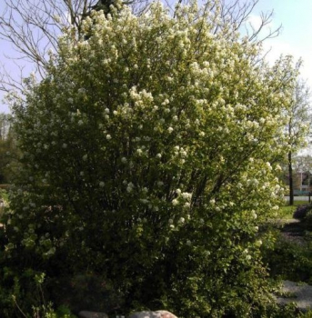 Felsenbirne - Amelanchier rotundifolia Helvetica