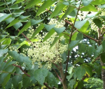 Aralia elata - Aralie - Teufelskrueckstock