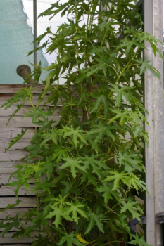 Kaugummi Baum - american Sweetgum