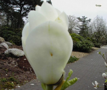 Magnolia soulangeana Alba - Weiße Tulpenmagnolie -