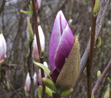 Magnolia soulangeana Lennei - Tulpenmagnolie -  60-80