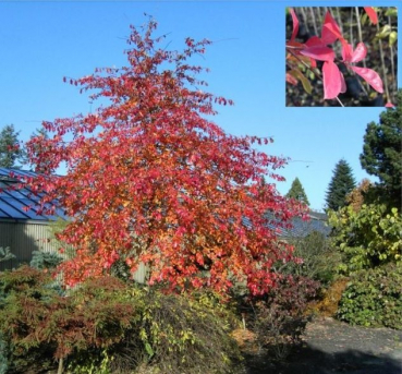 Nyssa sylvatica  - Tupelobaum - Nymphenbaum