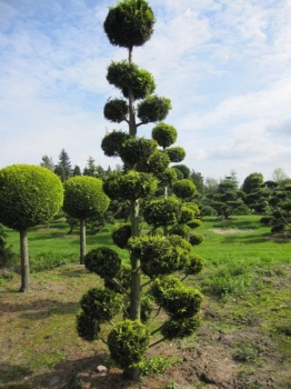 Chamaecyparis lawsoniana Stardust Bonsai  - Gelbe Gartenzypresse - 300-350