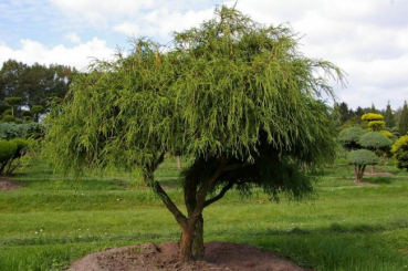 Chamaecyparis pisifera Filifera Nana Bonsai  - Grüne Zwergfadenzypresse - 150