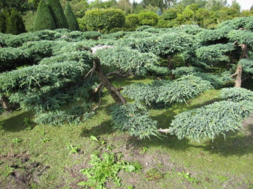 Juniperus squamata Blue Carpet - Blauer Kriechwacholder -  175-200