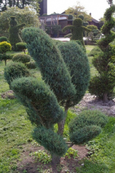 Juniperus virginiana Grey Owl Bonsai - Staruchwacholder Gray Owl -  150-175