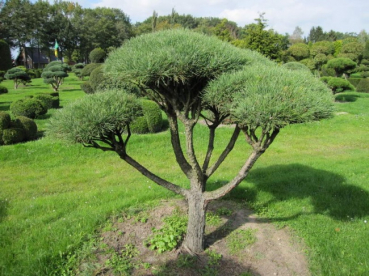 Pinus sylvestris Norske Typ Bonsai  - Skandinavische Waldkiefer - 175-200